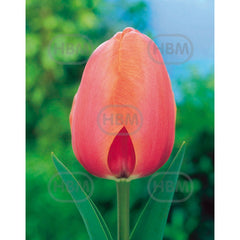 Bulbi de lalea Apricot Impression, 5 bulbi