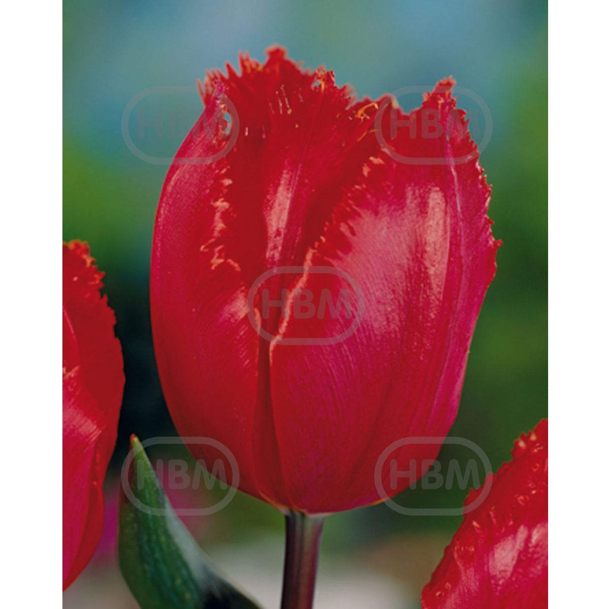 Bulbi de lalea Arma, 5 bulbi, 1, hectarul.ro