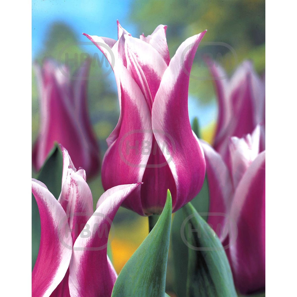 Bulbi de lalea Ballade, 5 bulbi, 1, hectarul.ro