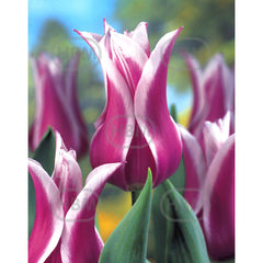 Bulbi de lalea Ballade, 5 bulbi