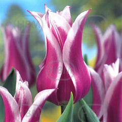 Bulbi de lalea Ballade, 5 bulbi