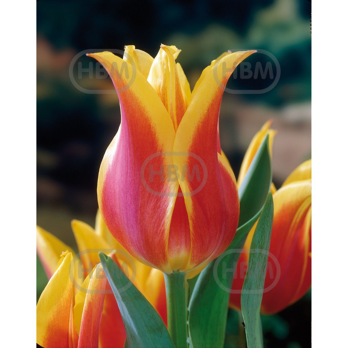 Bulbi de lalea Ballade Dream, 5 bulbi, 1, hectarul.ro