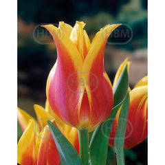 Bulbi de lalea Ballade Dream, 5 bulbi