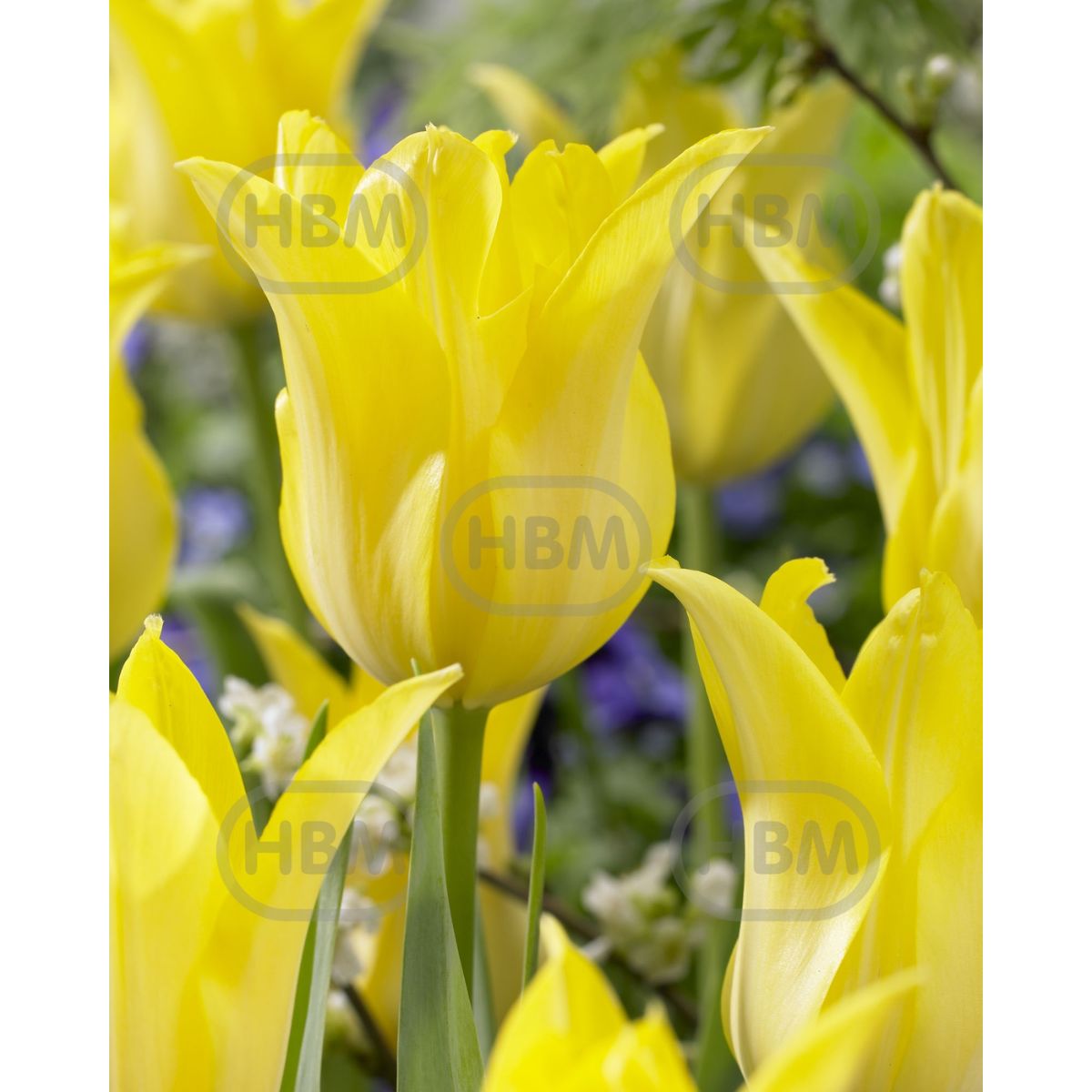 Bulbi de lalea Ballade Gold, 5 bulbi, 1, hectarul.ro
