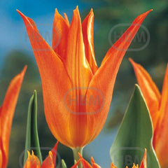 Bulbi de lalea Ballerina, 5 bulbi