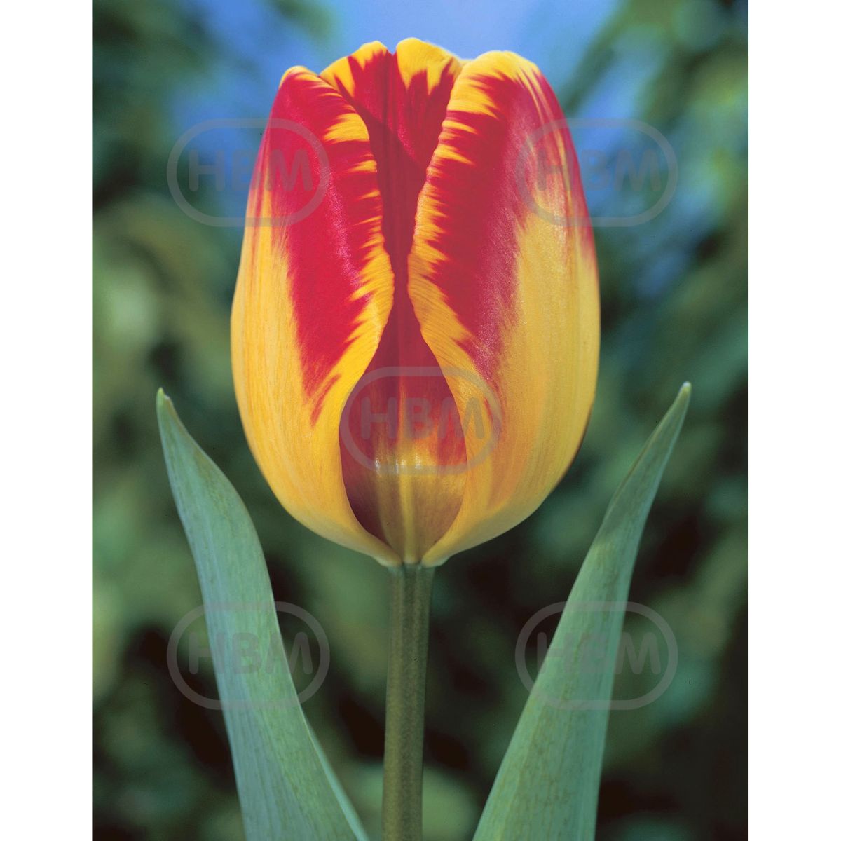 Bulbi de lalea Banja Luka, 5 bulbi, 1, hectarul.ro