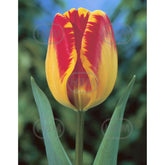 Hectarul - Bulbi de lalea Banja Luka, 5 bulbi