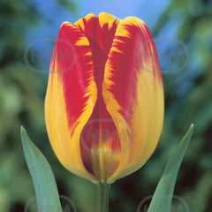 Bulbi de lalea Banja Luka, 5 bulbi