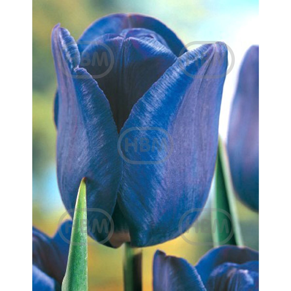 Bulbi de lalea Bleu Aimable, 5 bulbi, 1, hectarul.ro