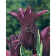 Bulbi de lalea Burgundy, 5 bulbi