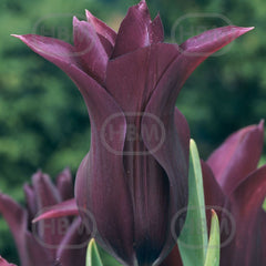 Bulbi de lalea Burgundy, 5 bulbi