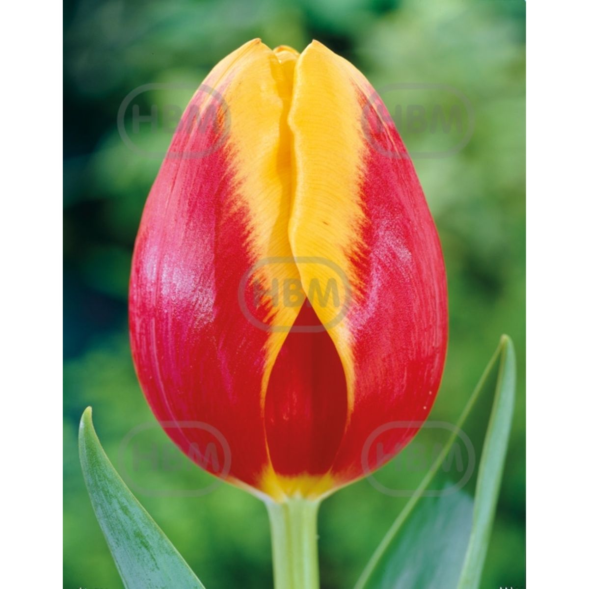 Bulbi de lalea Denmark, 5 bulbi, 1, hectarul.ro