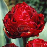 Hectarul - Bulbi de lalea Emblazon, 5 bulbi