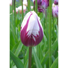 Bulbi de lalea Flaming Flag, 5 bulbi