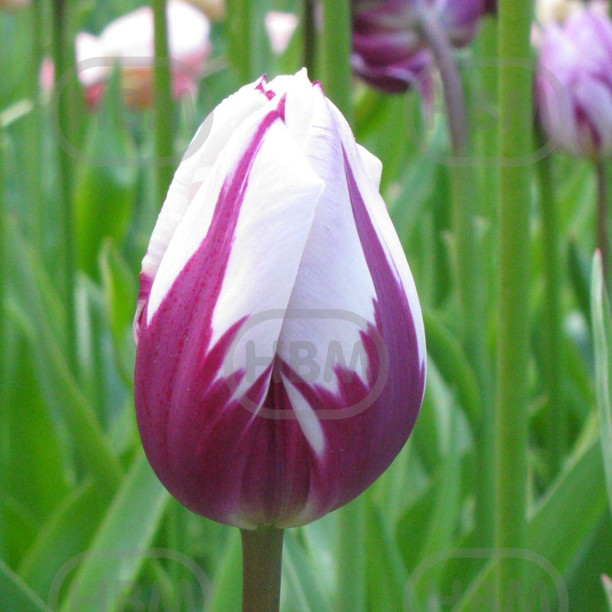 Bulbi de lalea Flaming Flag, 5 bulbi, 1, hectarul.ro