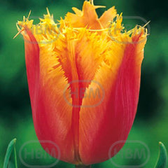 Bulbi de lalea Lambada, 5 bulbi