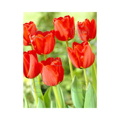 Bulbi Lalea Apeldoorn - cutie 200 bulbi