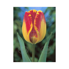 Bulbi Lalea Banja Luka - cutie 200 bulbi