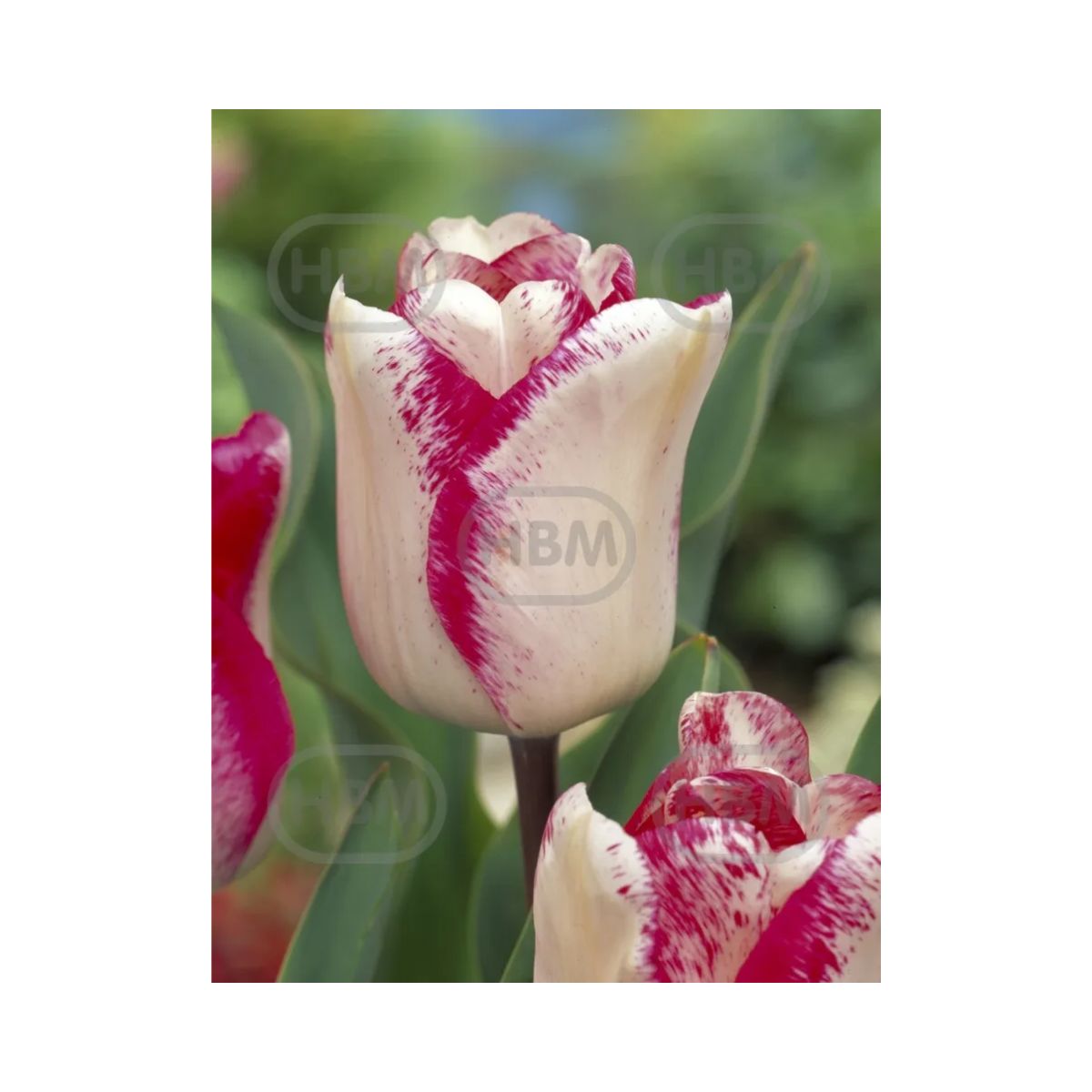 Bulbi Lalea mata hari - cutie 200 bulbi, 1, hectarul.ro