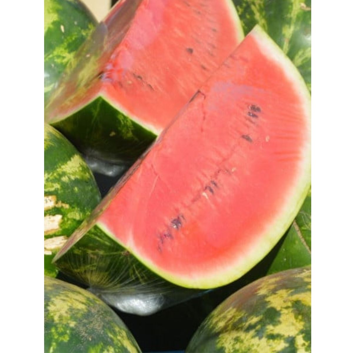 PEPENE LADY F1 500 sem, 1, hectarul.ro