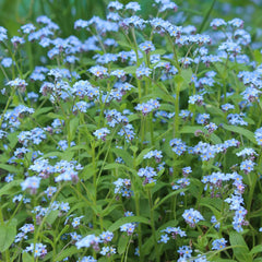 Seminte de floare de nu ma uita, AGROSEL