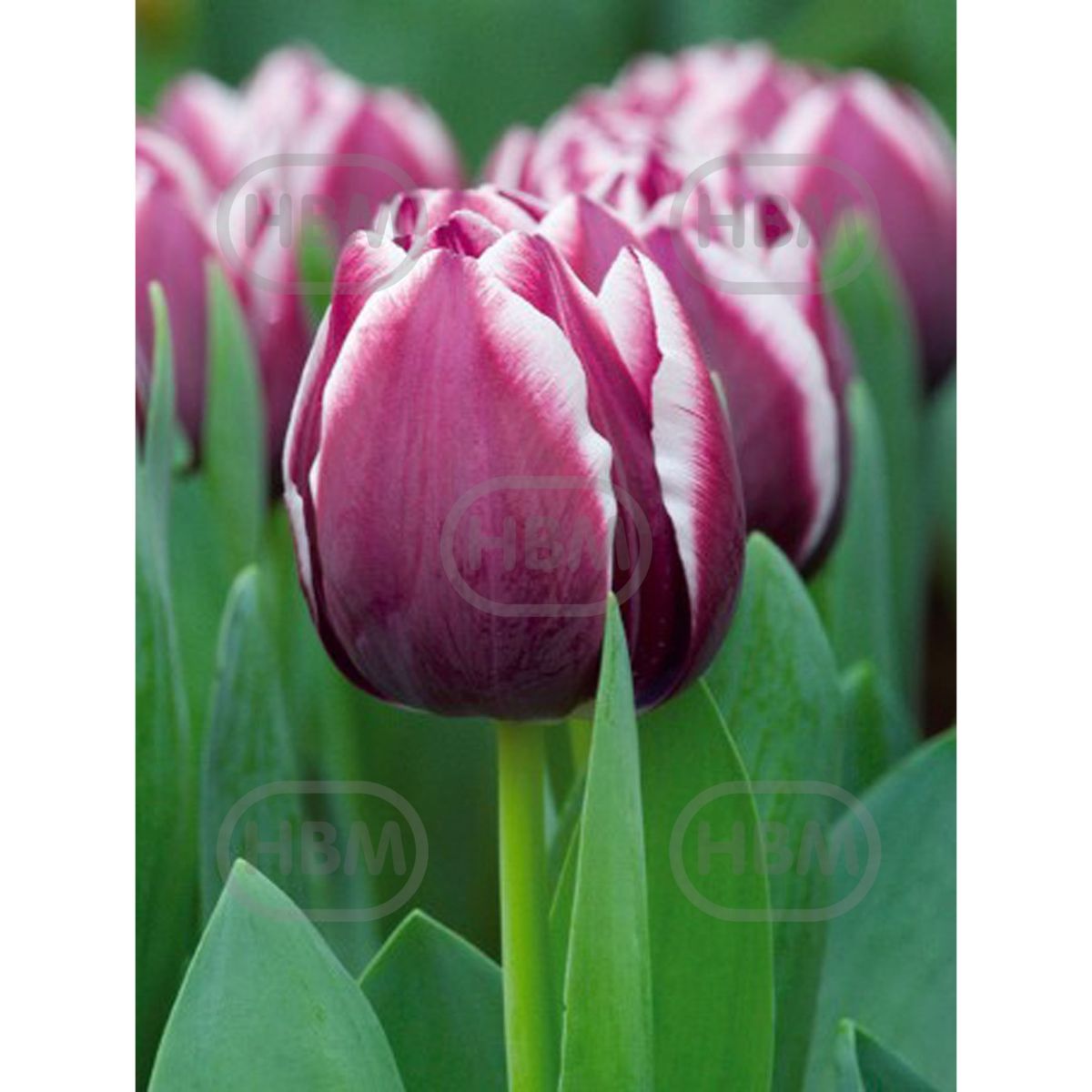 Bulbi de lalea Muralto, 5 bulbi, 1, hectarul.ro