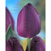 Hectarul - Bulbi de lalea Negrita, 5 bulbi