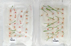 Tratament samanta pe bază de hidrolizat proteic de origine vegetală, macroelemente secundare și microelemente, SEEDBOOST 1L