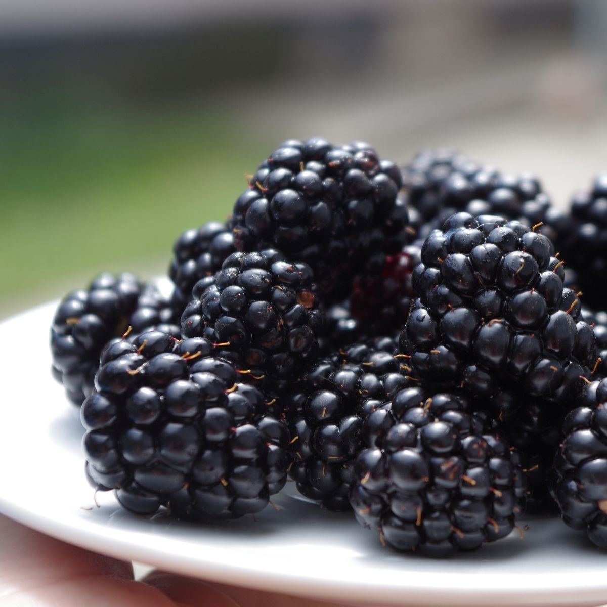 Arbust fructifer - Mur Yurta, 1, hectarul.ro