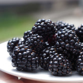 Hectarul - Arbust fructifer - Mur Yurta