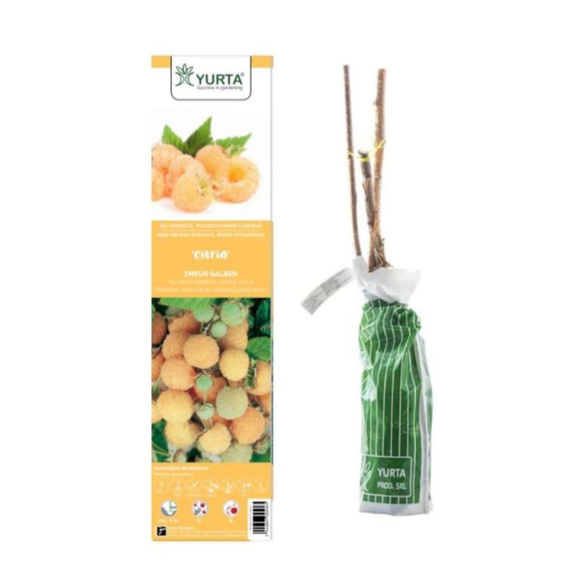 Arbust fructifer - Zmeur galen Yurta, 1, hectarul.ro