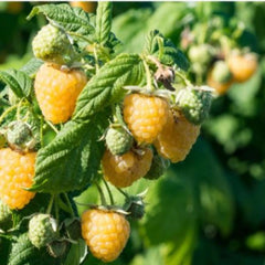 Arbust fructifer - Zmeur galen Yurta