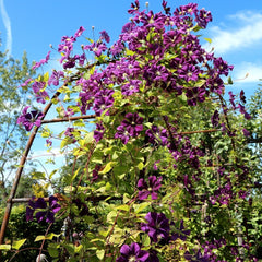 Arcada metalica, pergola, pentru gradina, 240x37x140x1.2 cm