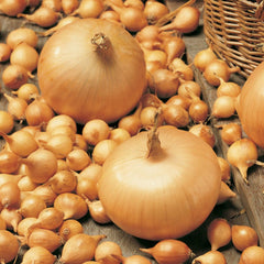 Arpagic Stuttgarter Riesen, calibru 14/17 mm, 1 kilogram