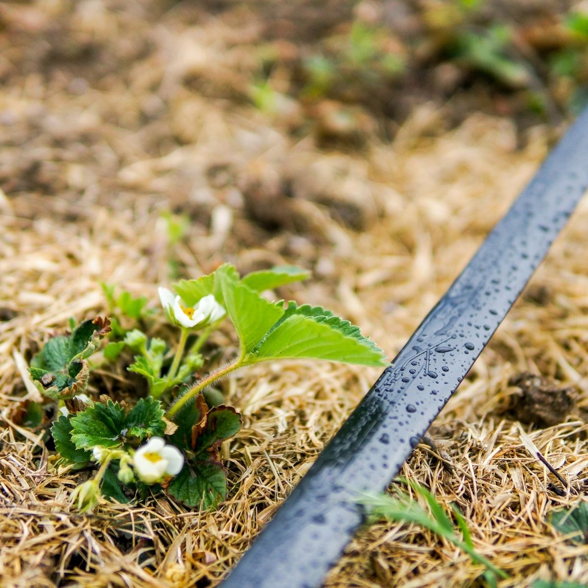 Banda de Picurare cu 1 punciuire, distanta intre picuratori 50cm, 300ML, 1, hectarul.ro