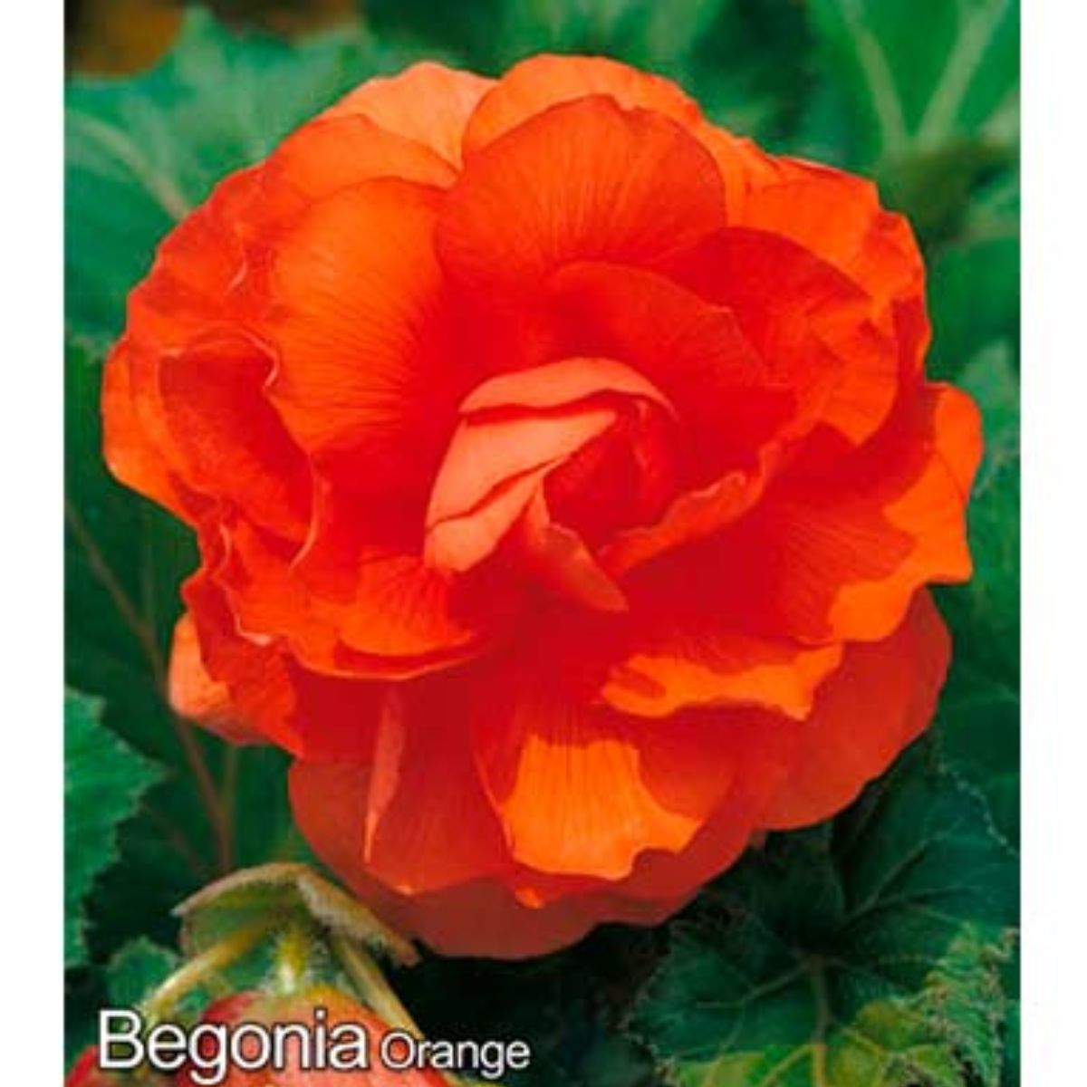 Bulbi de begonie Double Orange, 2 bulbi, 1, hectarul.ro