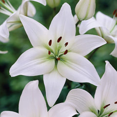 Bulbi de crin asiatic Navona, 2 bulbi