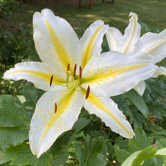 Bulbi de crin oriental Time Out, 2 bulbi