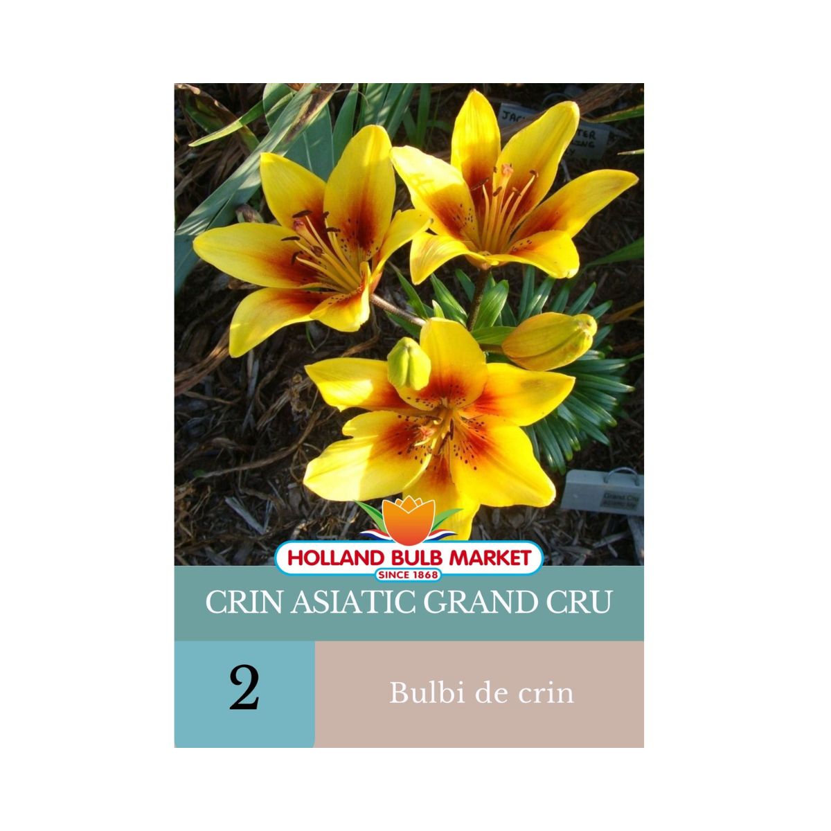 Bulbi de crini asiatic Grand Cru, 2 bulbi, 1, hectarul.ro