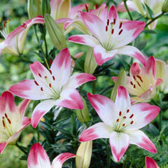 Bulbi de crini asiatic Lollypop, 2 bulbi