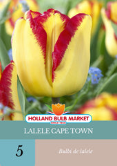Bulbi de lalele Cape Town, 5 bulbi