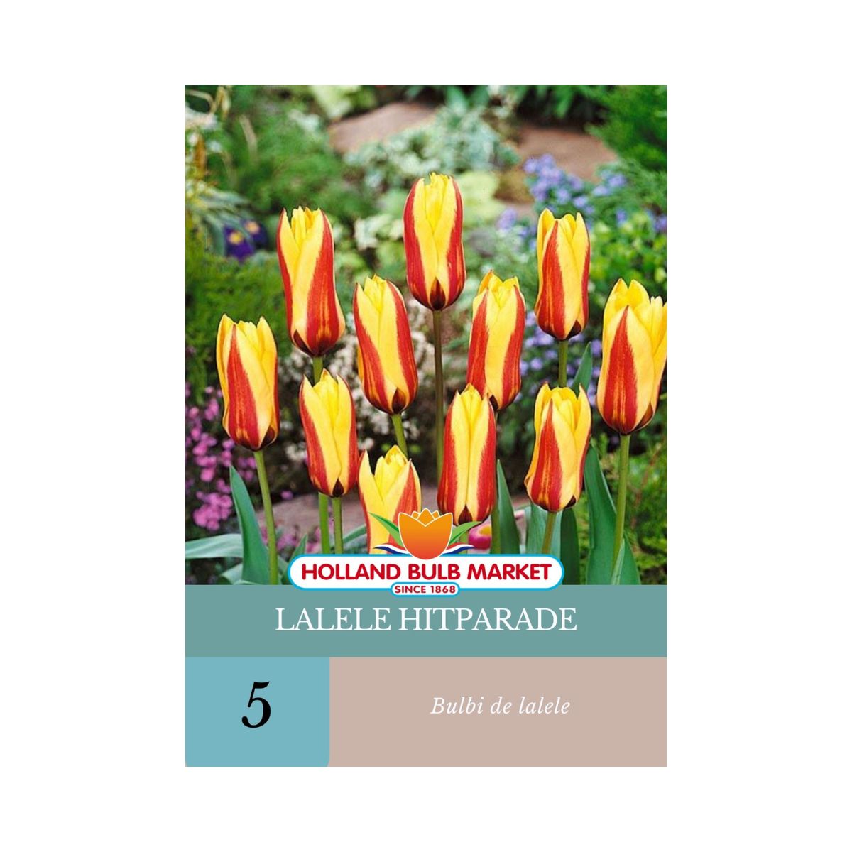 Bulbi de lalele Hitparade, 5 bulbi, 1, hectarul.ro