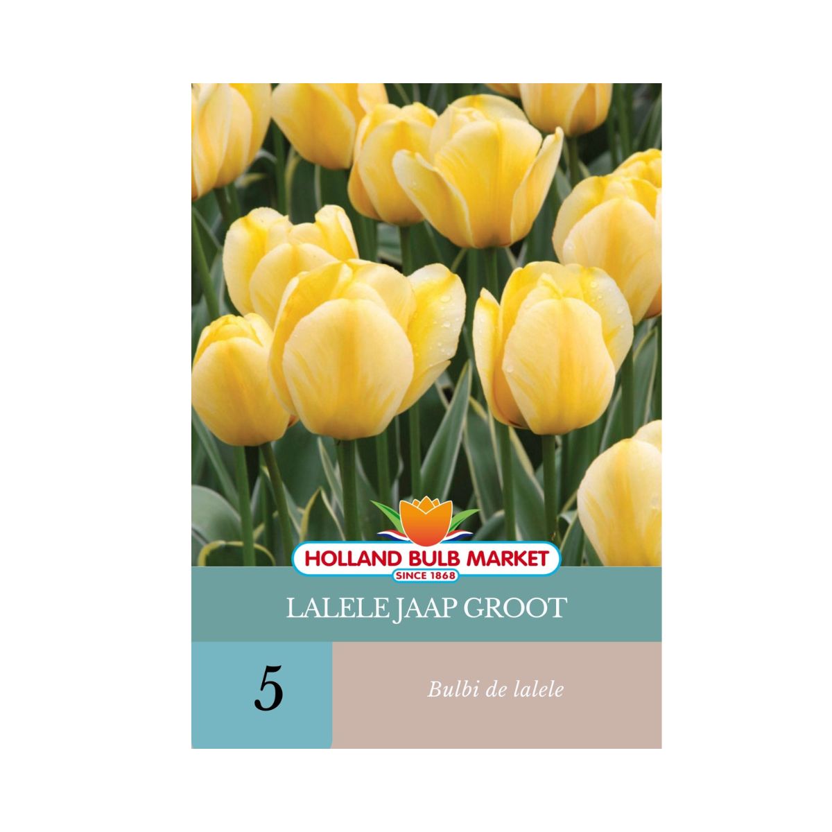 Bulbi de lalele Jaap Groot, 5 bulbi, 1, hectarul.ro