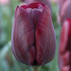 Bulbi de lalele Ronaldo, 5 bulbi