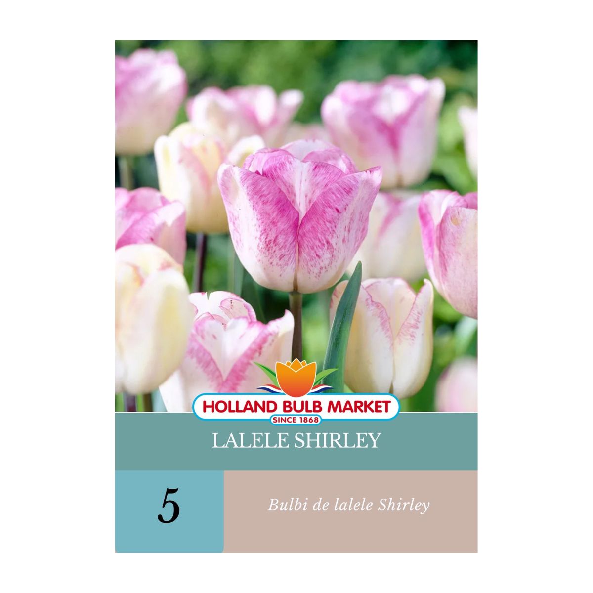 Bulbi de lalele Shirley, 5 bulbi, 1, hectarul.ro