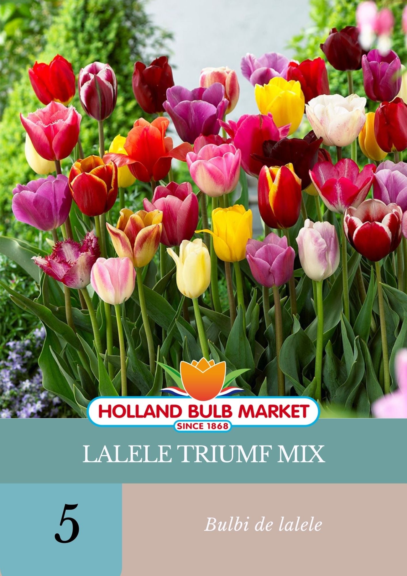 Bulbi de lalele Triumf Mix, 5 bulbi, 1, hectarul.ro