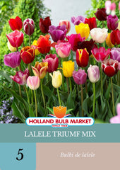 Bulbi de lalele Triumf Mix, 5 bulbi