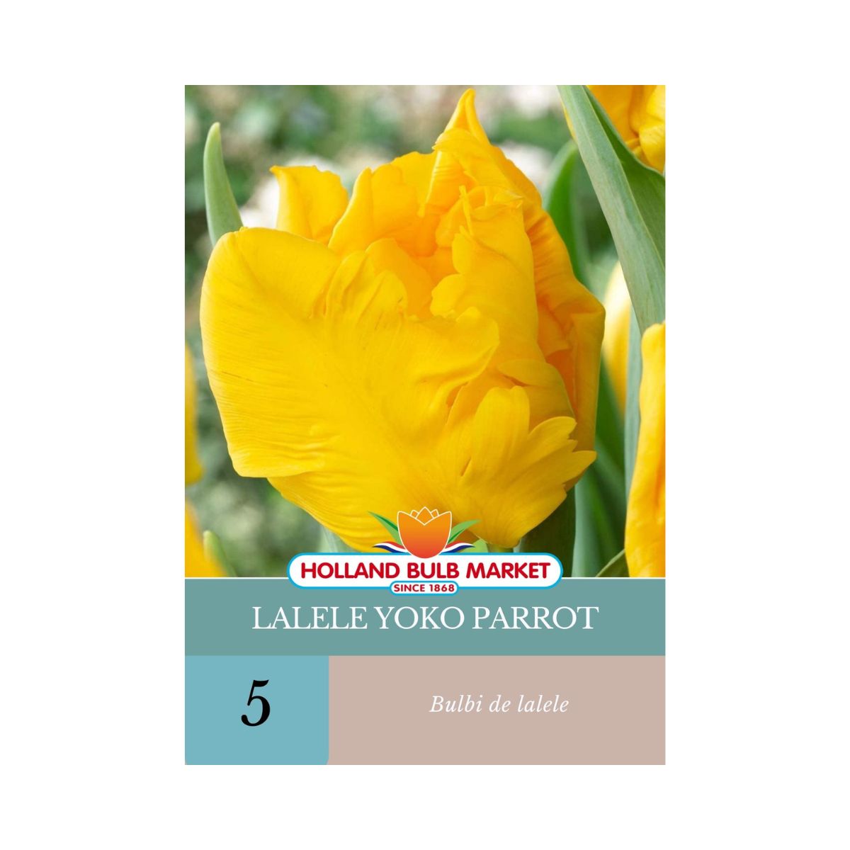 Bulbi de lalele Yoko Parrot, 5 bulbi, 1, hectarul.ro
