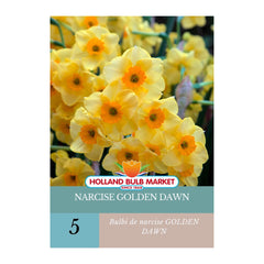 Bulbi de narcise Golden Dawn, 5 bulbi