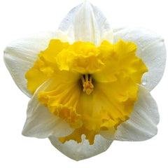 Bulbi de narcise Printal, 5 bulbi